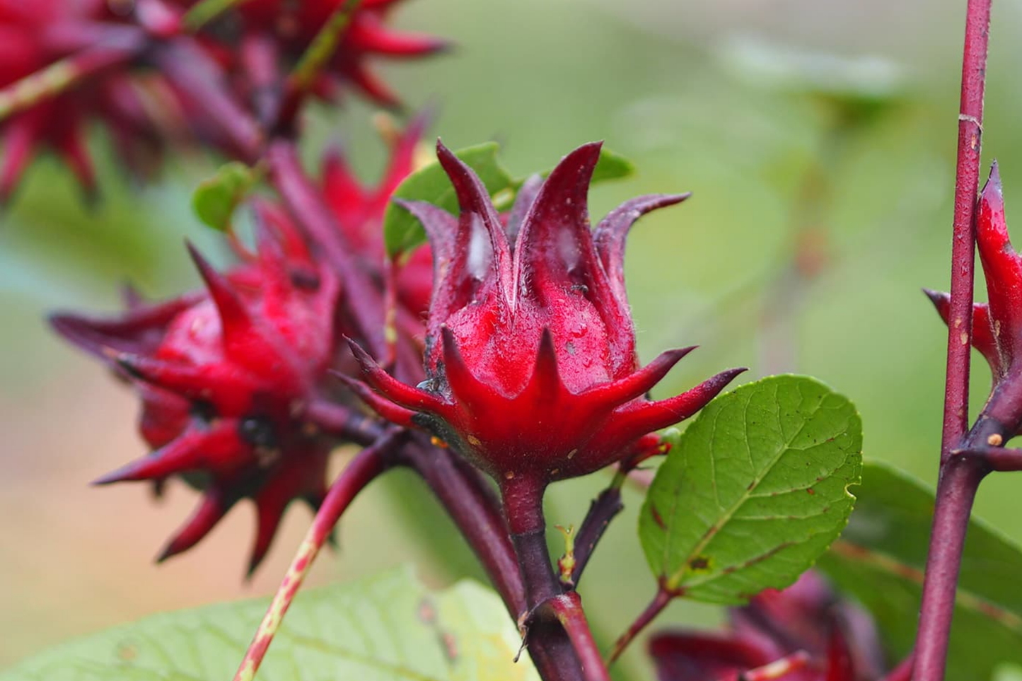 50 Roselle Seeds | Hibiscus sabdariffa | Asian Sour Leaf | Heirloom, Edible & Medicinal