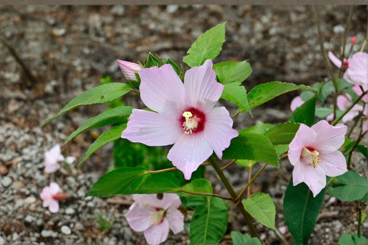 20 Rose Mallow Seeds – Hibiscus militaris – Native Hibiscus – Large Pink Flower – Wetland Plant
