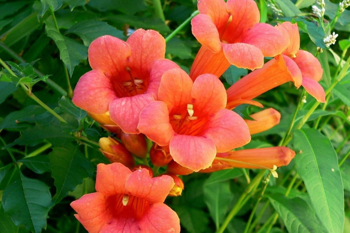 70 Hummingbird Trumpet Creeper Vine Seeds | Campsis Radicans | Fast-Growing | Attracts Pollinators