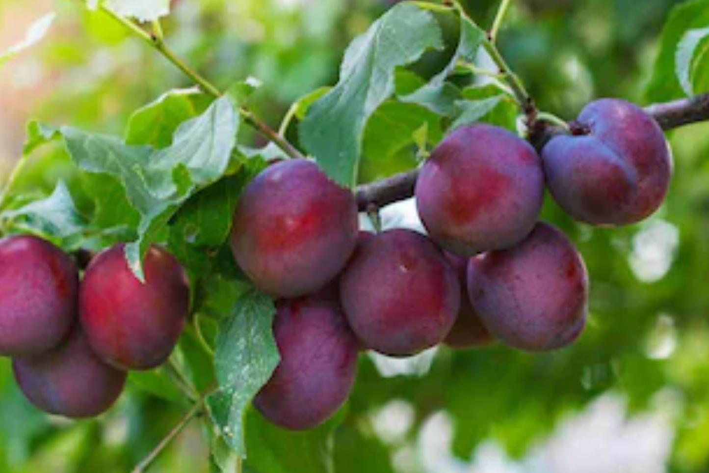 Methley Plum Fruit Tree Bare-Root Starter Plant, 3-4 ft Tall, Self-Pollinating, Early June Harvest Prunus salicina