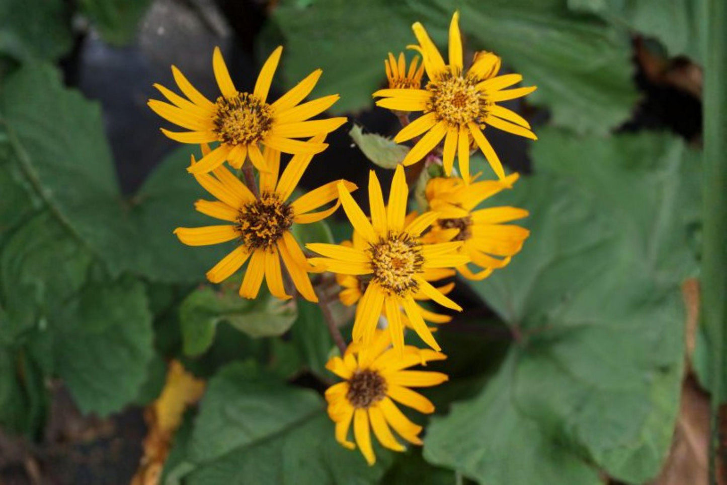100 Golden Butterwort Seeds – Senecio atratus – Rare Wildflower – Native Perennial – Yellow Mountain Flower