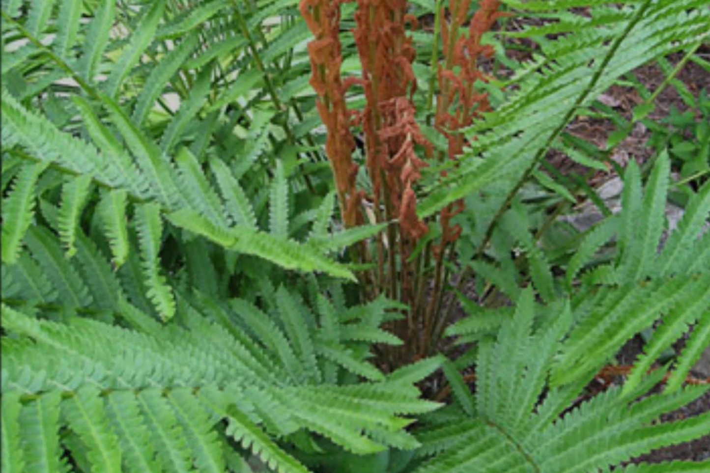 3 Small Bare-Root Cinnamon Ferns (Osmunda cinnamomea) | Lush Perennial, Shade-Loving | Fast Shipping