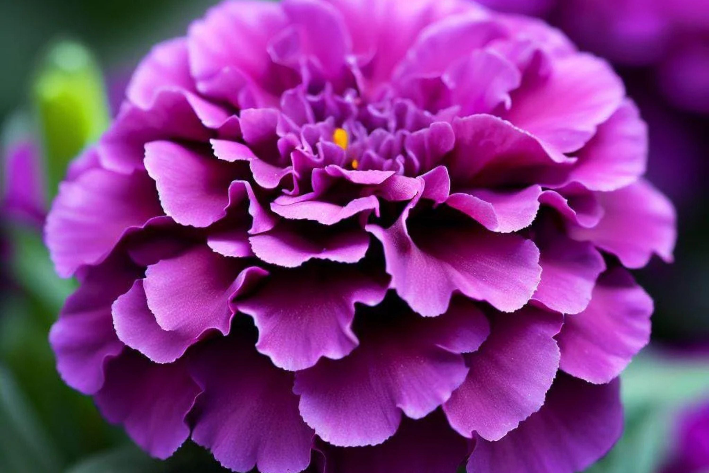 Purple India Marigold Seeds - 25+ Rare Flower Seeds - USA Grown
