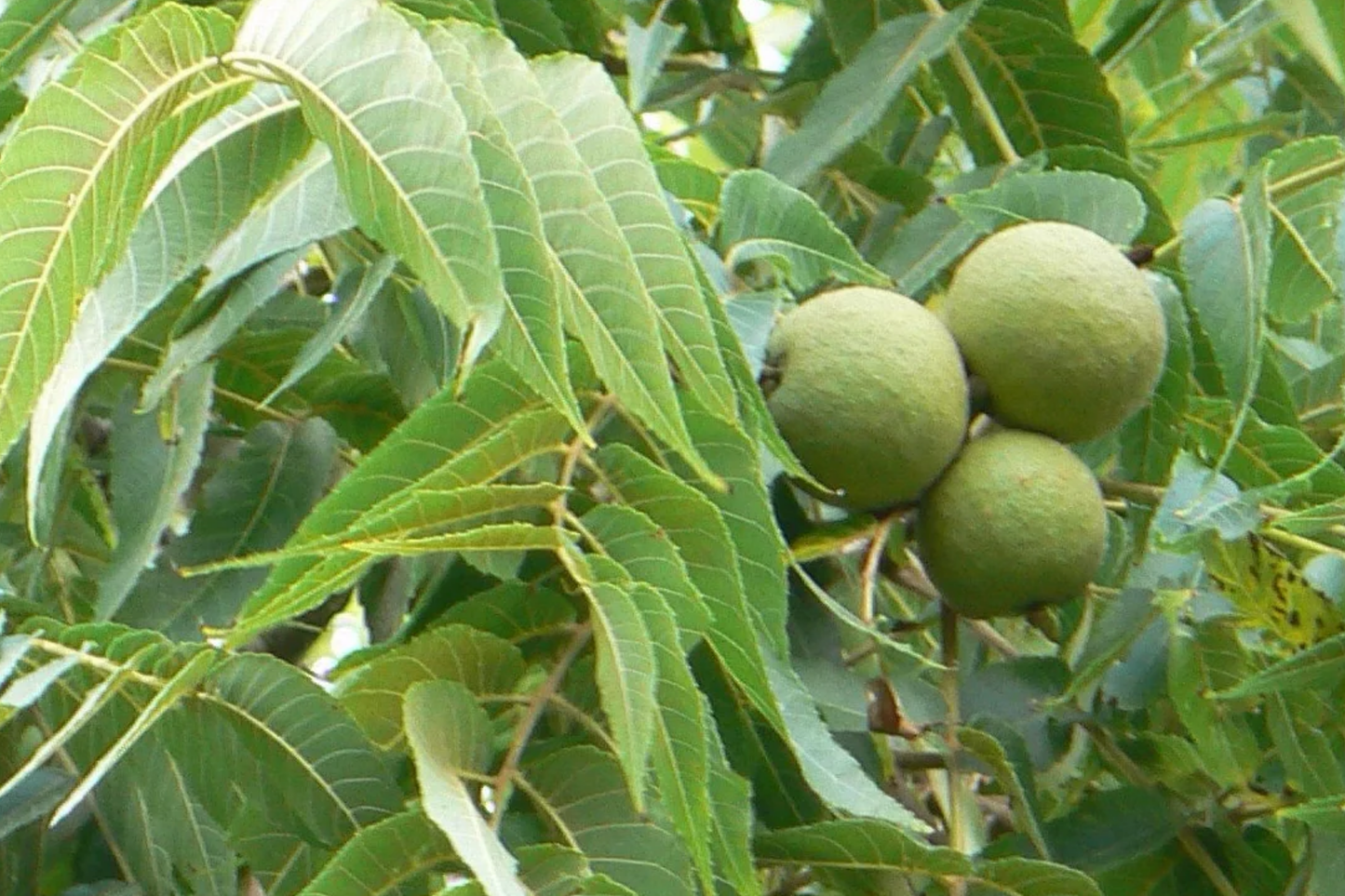 2 Black Walnut Trees 3-4' Tall | Bare Root Seedlings | Hardy Tree for USDA Zones 4-9
