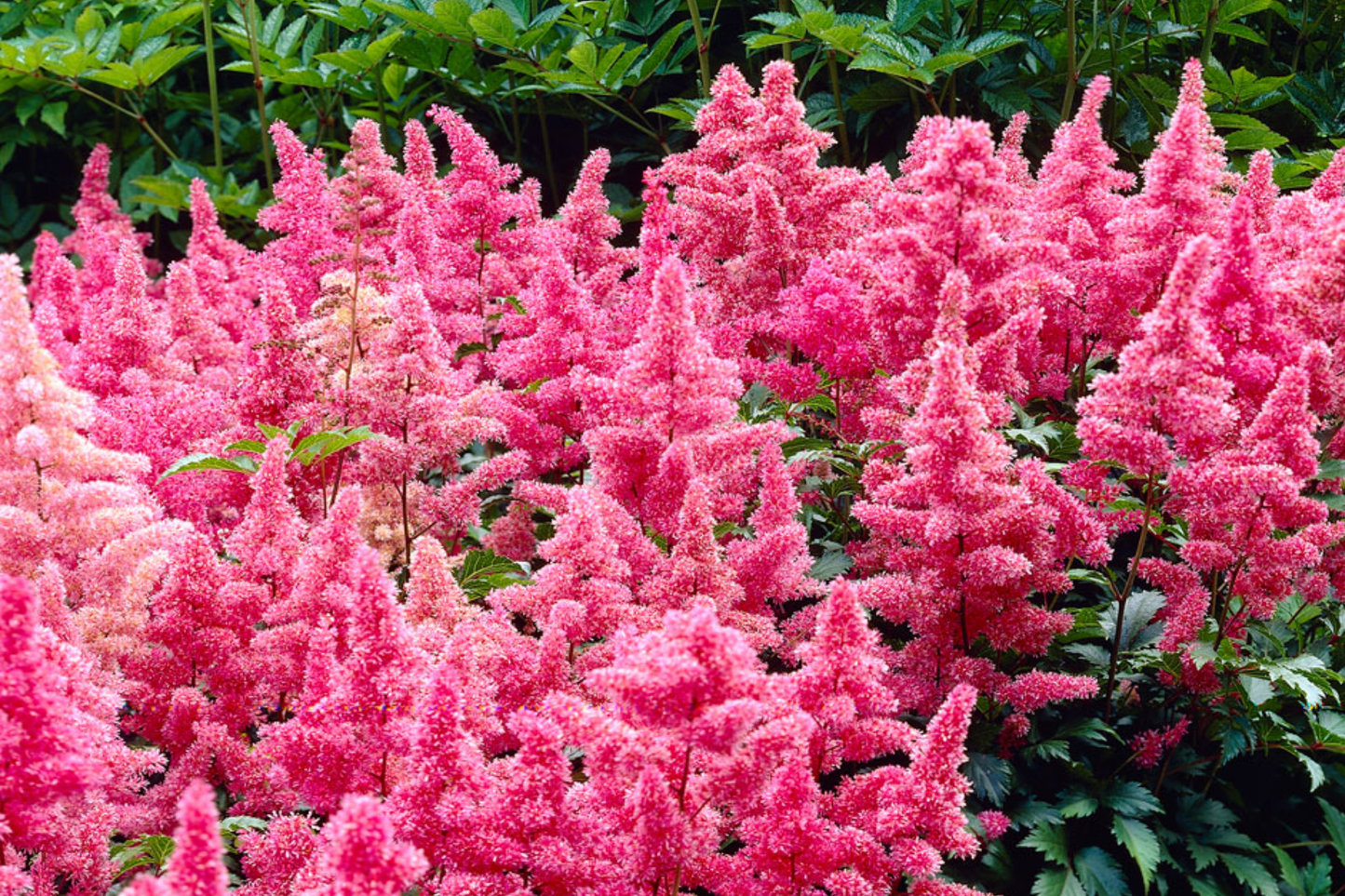 Astilbe 'Heavy Metal' Bare Root Plant | Ruby Red Blooms | Shade-Loving Perennial | 2-3 Eye Healthy Roots | Deer & Rabbit Resistant