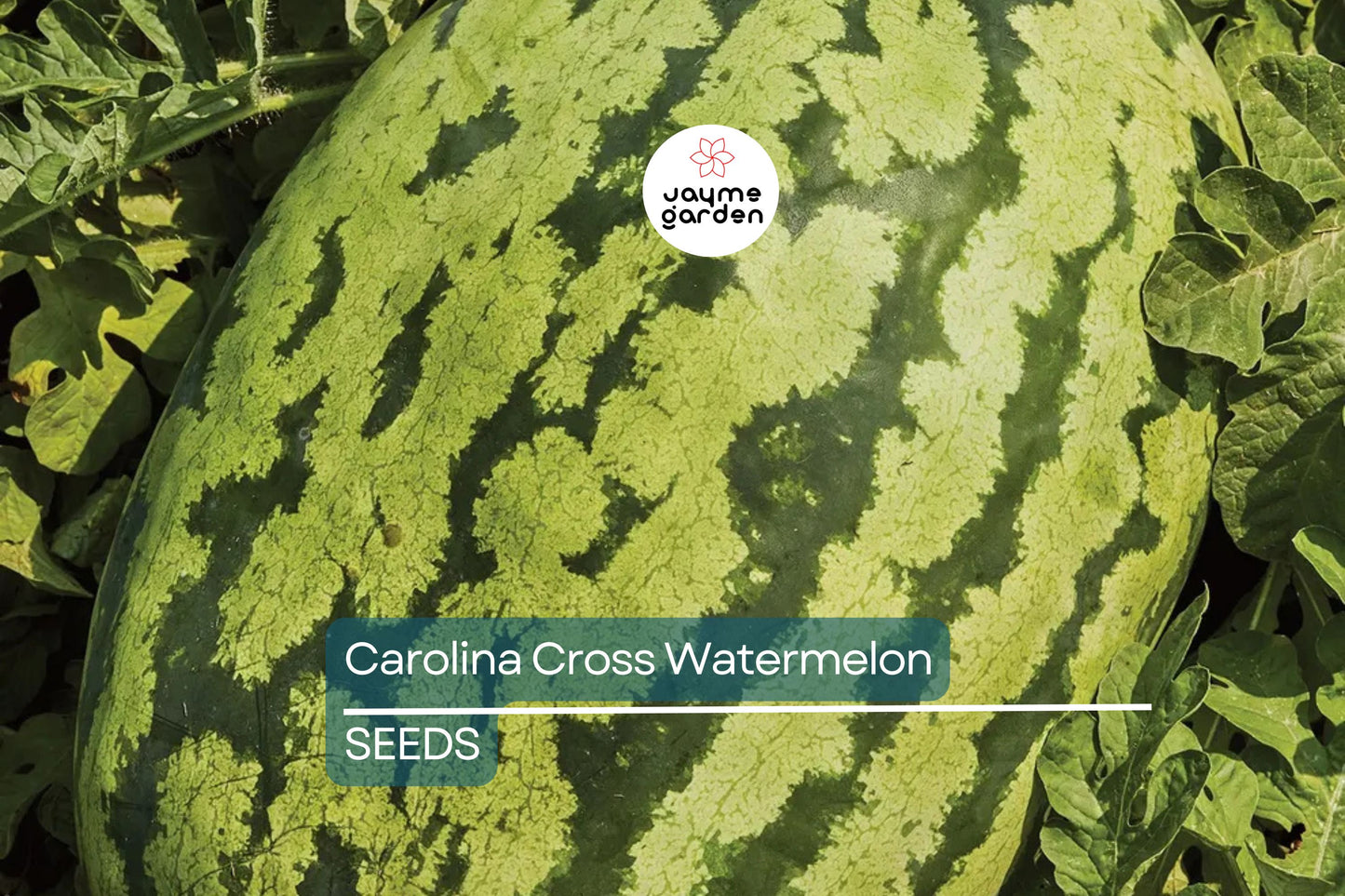 Carolina Cross Watermelon Seeds - 50+ Giant Melon Seeds - USA Grown - - Prize-Winning Variety - Sweet Juicy Fruit - Home Garden