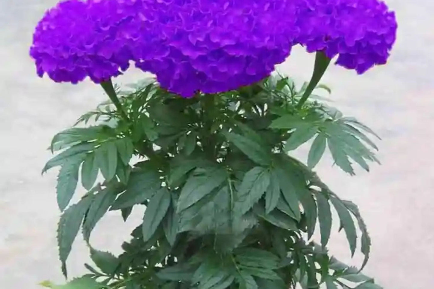 Purple India Marigold Seeds - 25+ Rare Flower Seeds - USA Grown - - Vibrant Blooms - Pest Repellent - Butterfly Garden