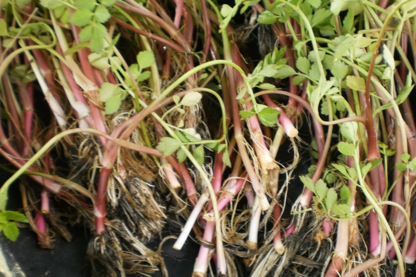 20 Bare Root Oenanthe Javanica (Water Celery) 5"-6", Minari, Korean Watercress, Fresh Edible Herb, Shade & Sun Tolerant
