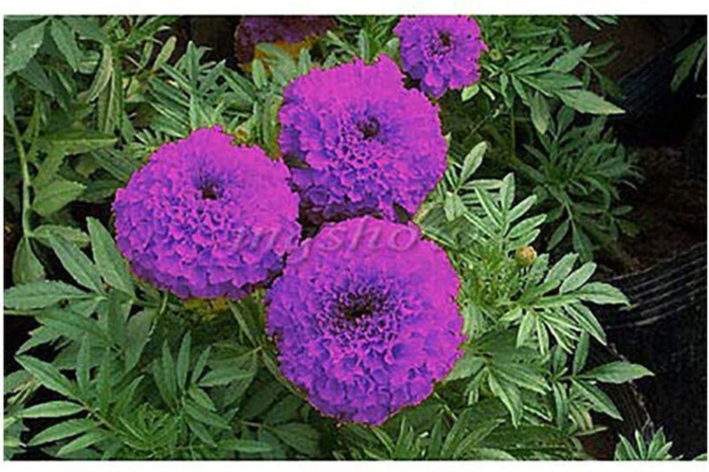 Purple India Marigold Seeds - 25+ Rare Flower Seeds - USA Grown - - Vibrant Blooms - Pest Repellent - Butterfly Garden