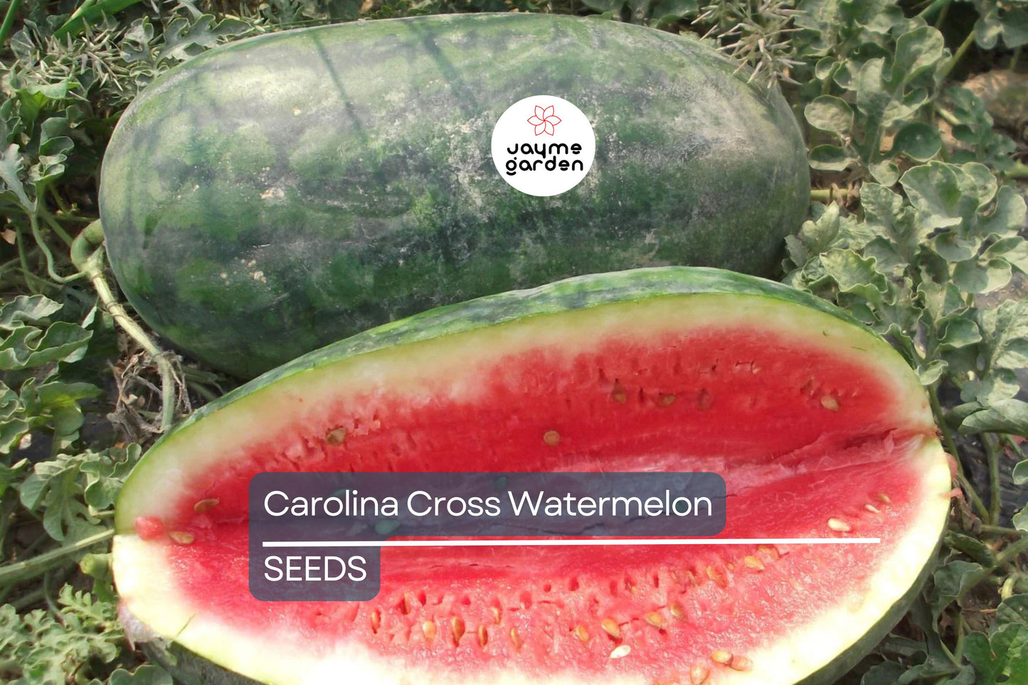 Carolina Cross Watermelon Seeds - 50+ Giant Melon Seeds - USA Grown - - Prize-Winning Variety - Sweet Juicy Fruit - Home Garden