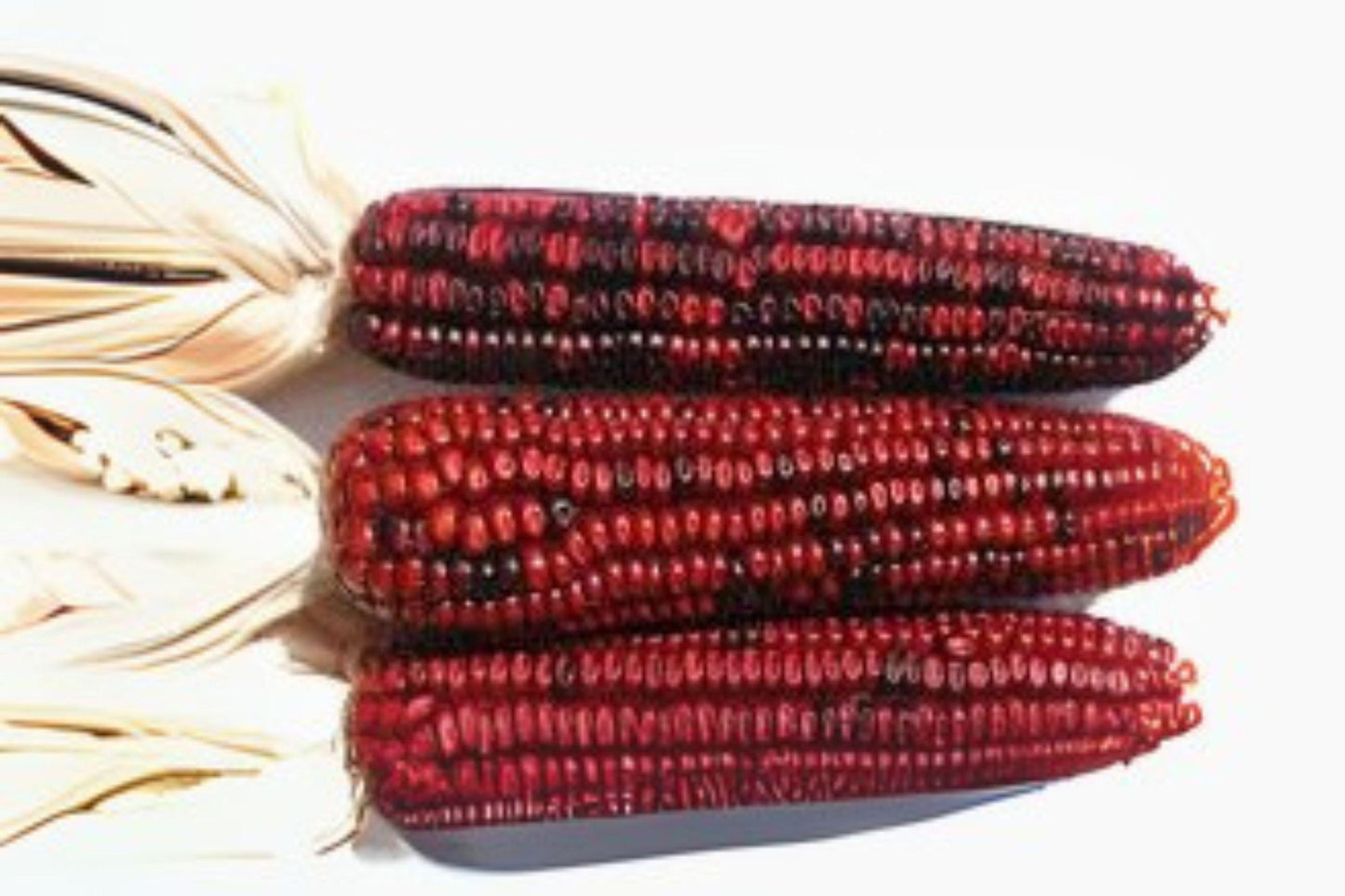 Bloody Butcher Corn Seeds: Heirloom Red Dent Corn, Historic Variety