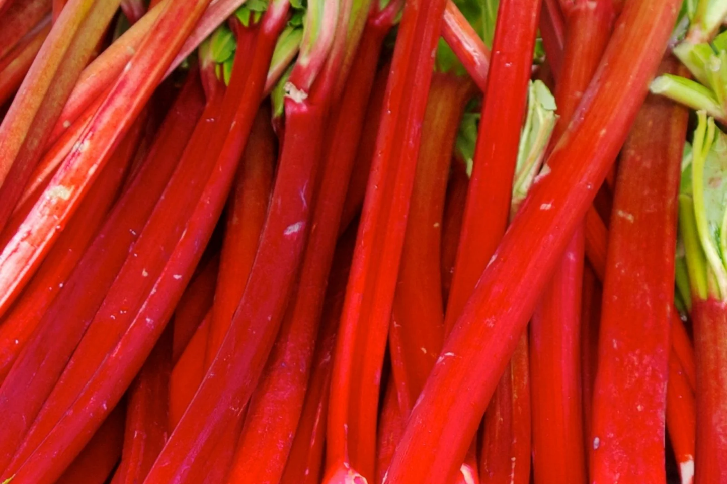 Victoria Rhubarb Crowns - Bare Root, Perfect for Pies & Jams