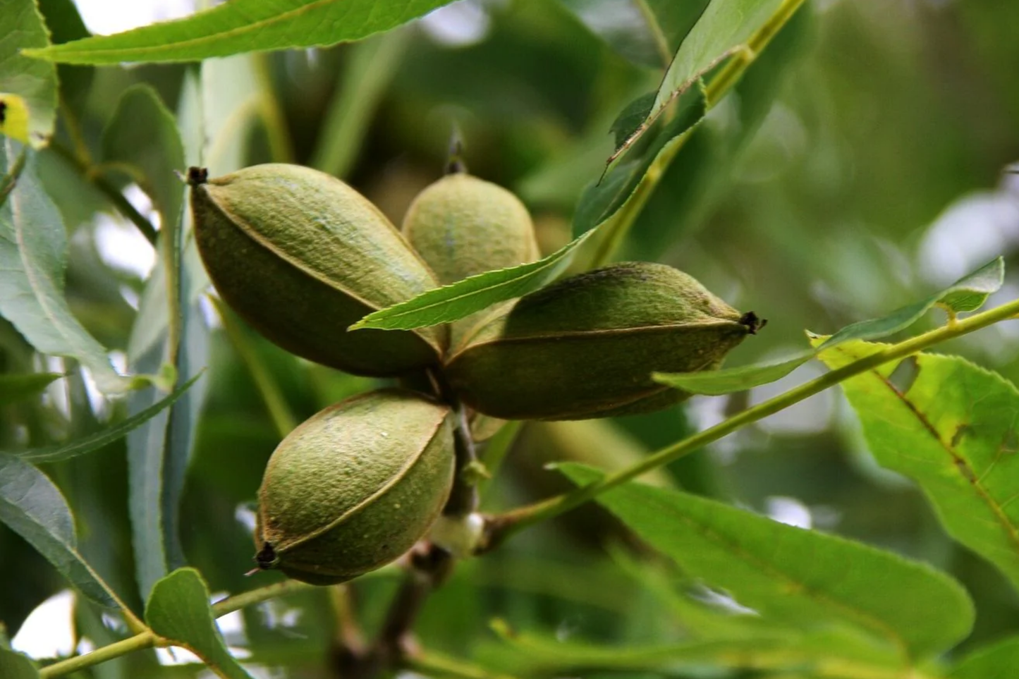 5 Pecan Trees (Carya Illinoensis) Bareroot - 6-12" Tall, Nut-Producing Trees