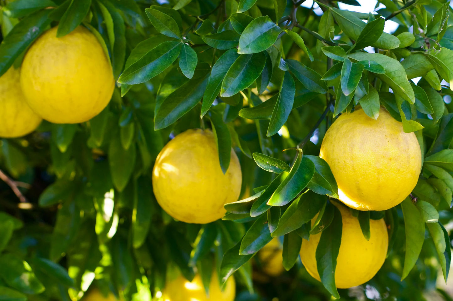 Trifoliate Orange Rootstock (15 Bare Root Plants) - Hardy Citrus for Grafting