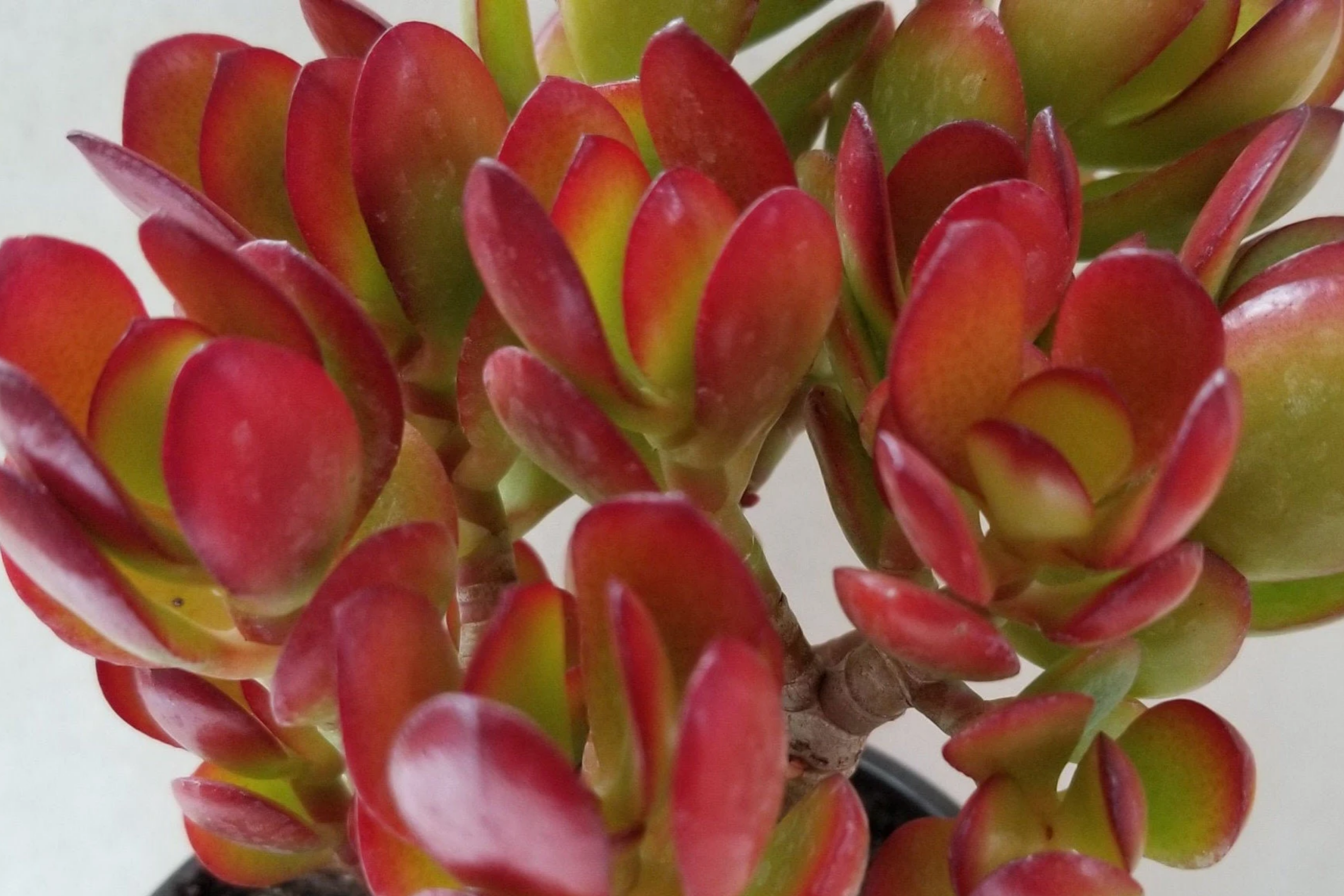 red color succulent Rare Red Akai Jade Succulent Crassula Ovata Cutting - 5-6