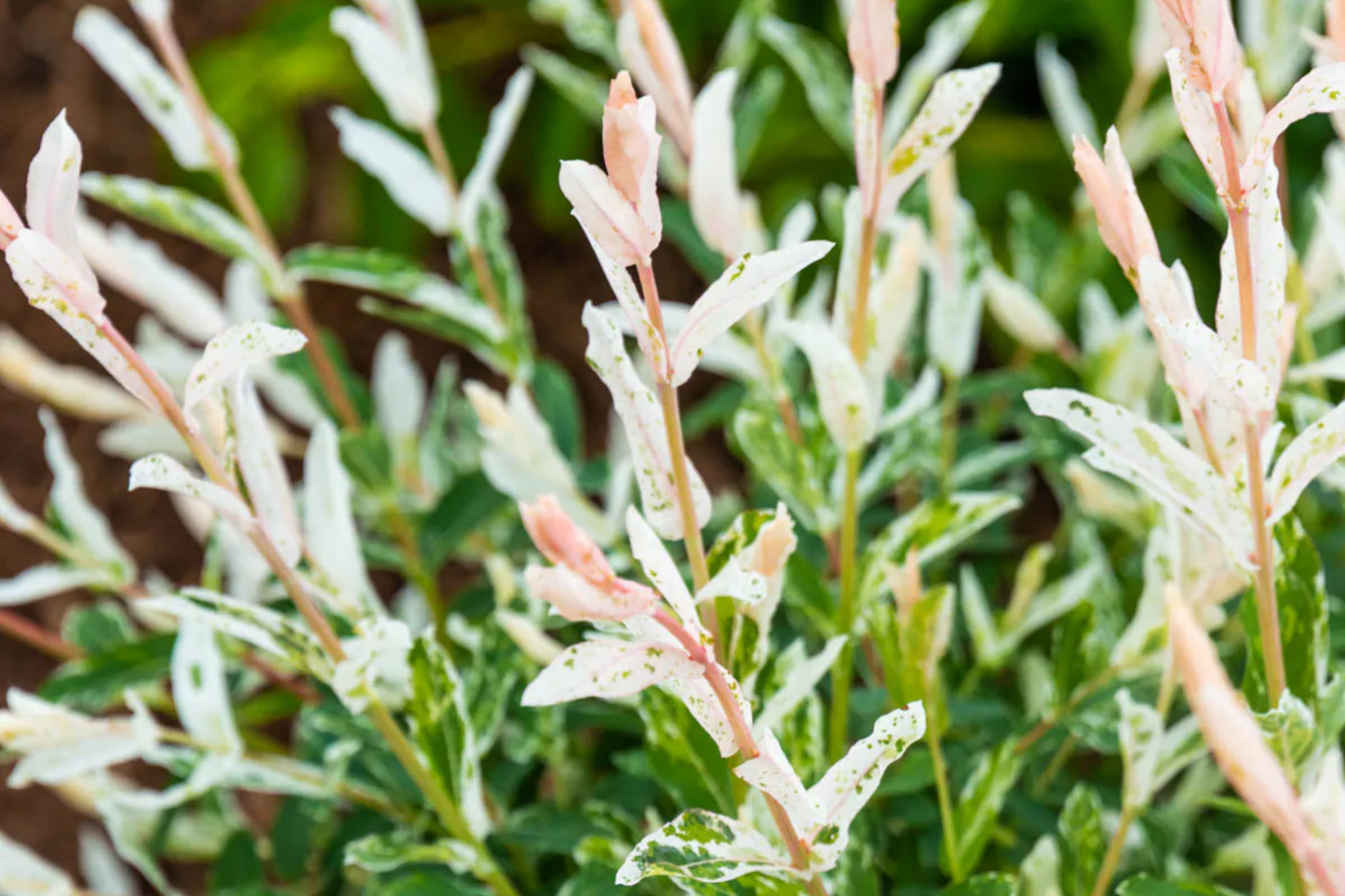 Dappled Willow Cutting - Salix integra 'Hakuro Nishiki', Variegated Foliage, Graceful Twisting Branches, Easy Care Plant