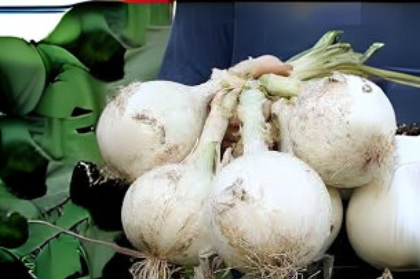250 mg Seeds Onion Ringmaster | Sweet White Onion | Non-GMO | Heirloom Bulb Vegetable Garden