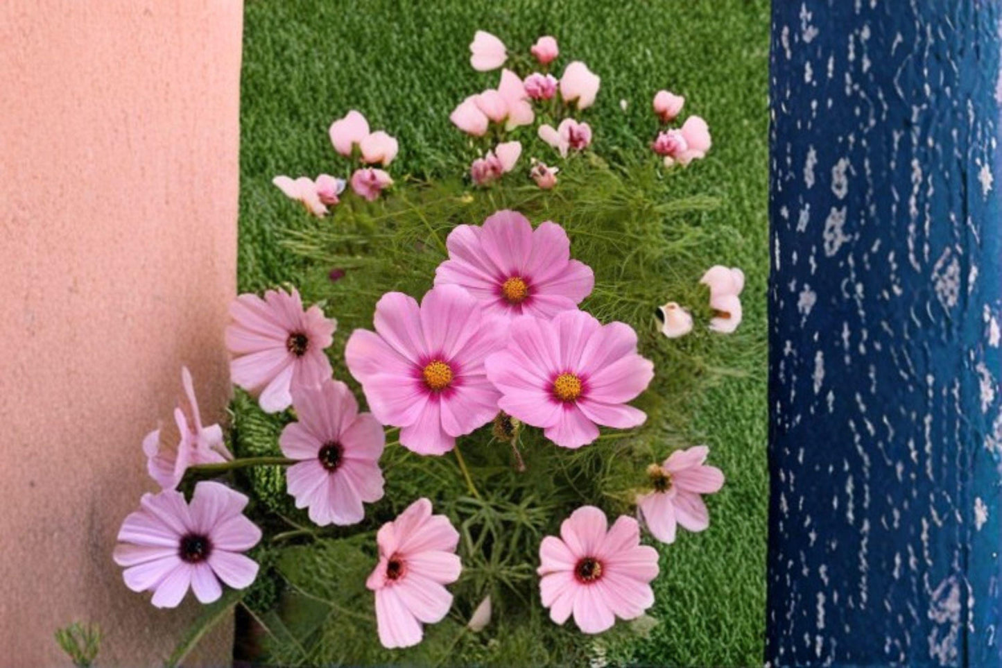 Cosmos Dazzler Seeds: Magenta-Pink Blooms, Pollinator Garden (100 Seeds)