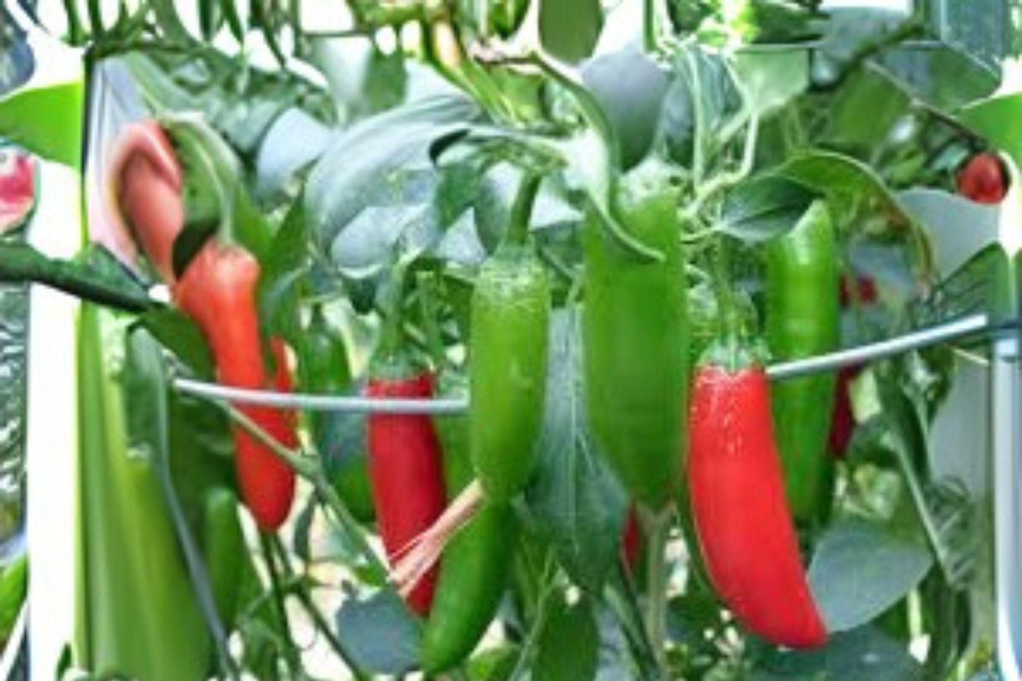 Serrano Tampiqueno Pepper Seeds | Spicy Heirloom, Non-GMO (250 mg)