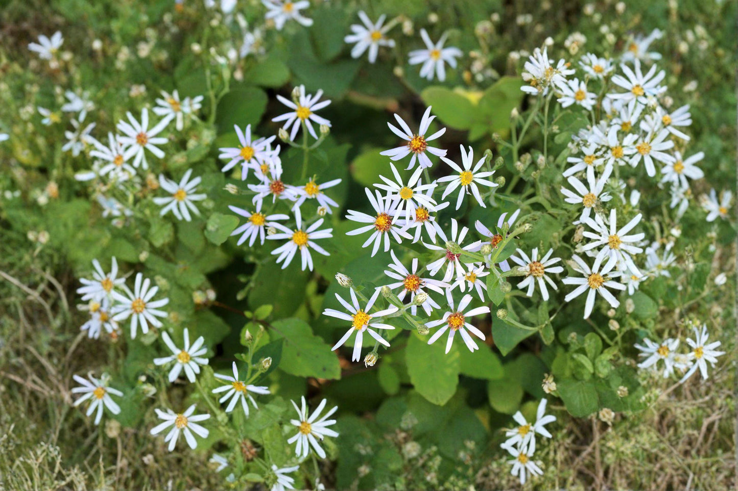 100 Big Leaved Aster Seeds – Eurybia macrophylla – Native Woodland Flower