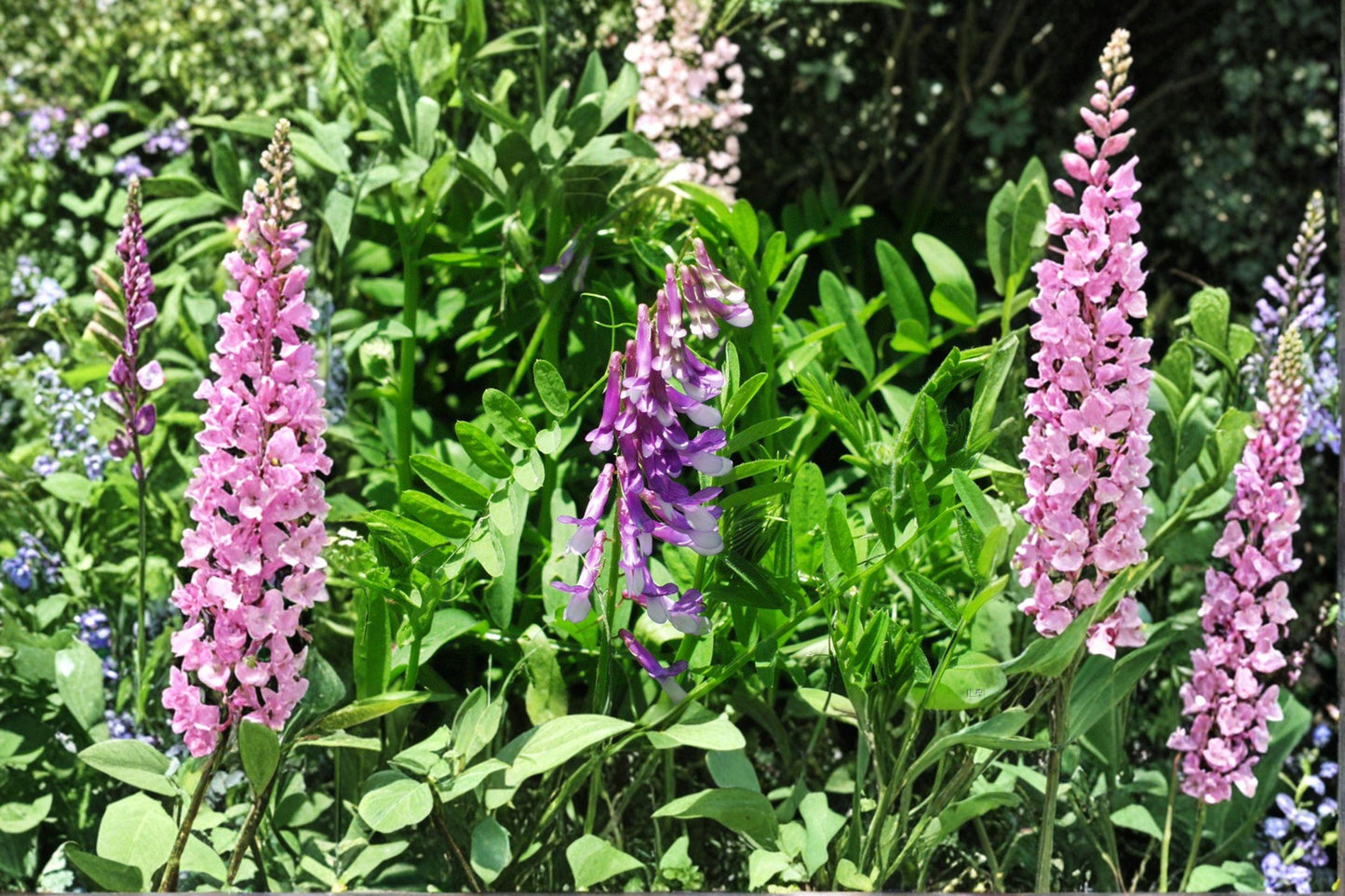 100 Hairy Vetch Seeds – Vicia villosa – Purple Bounty – Cover Crop – Nitrogen Fixer