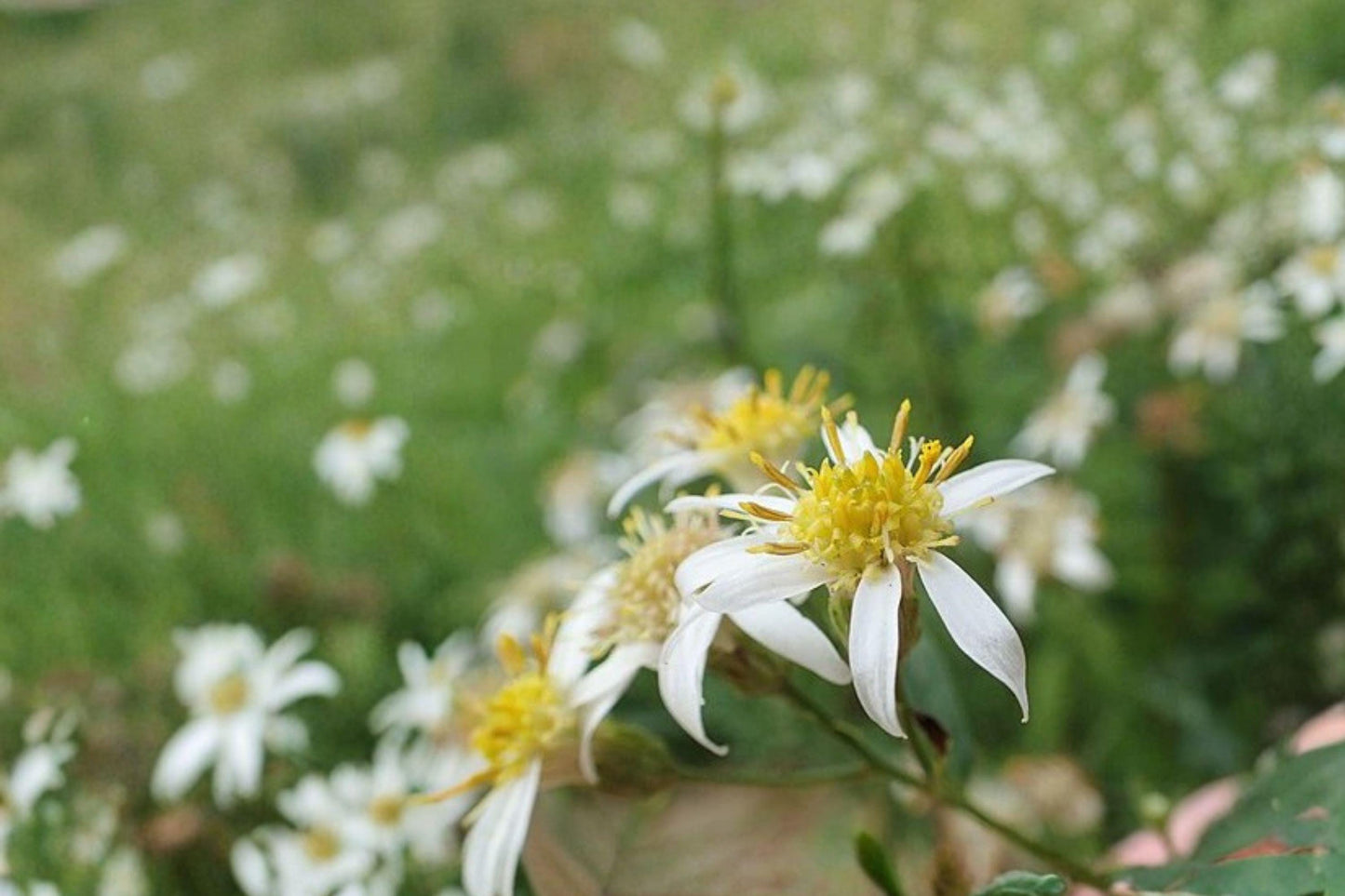 100 Flat Topped Aster Seeds – Doellingeria umbellata – Native Pollinator Flower