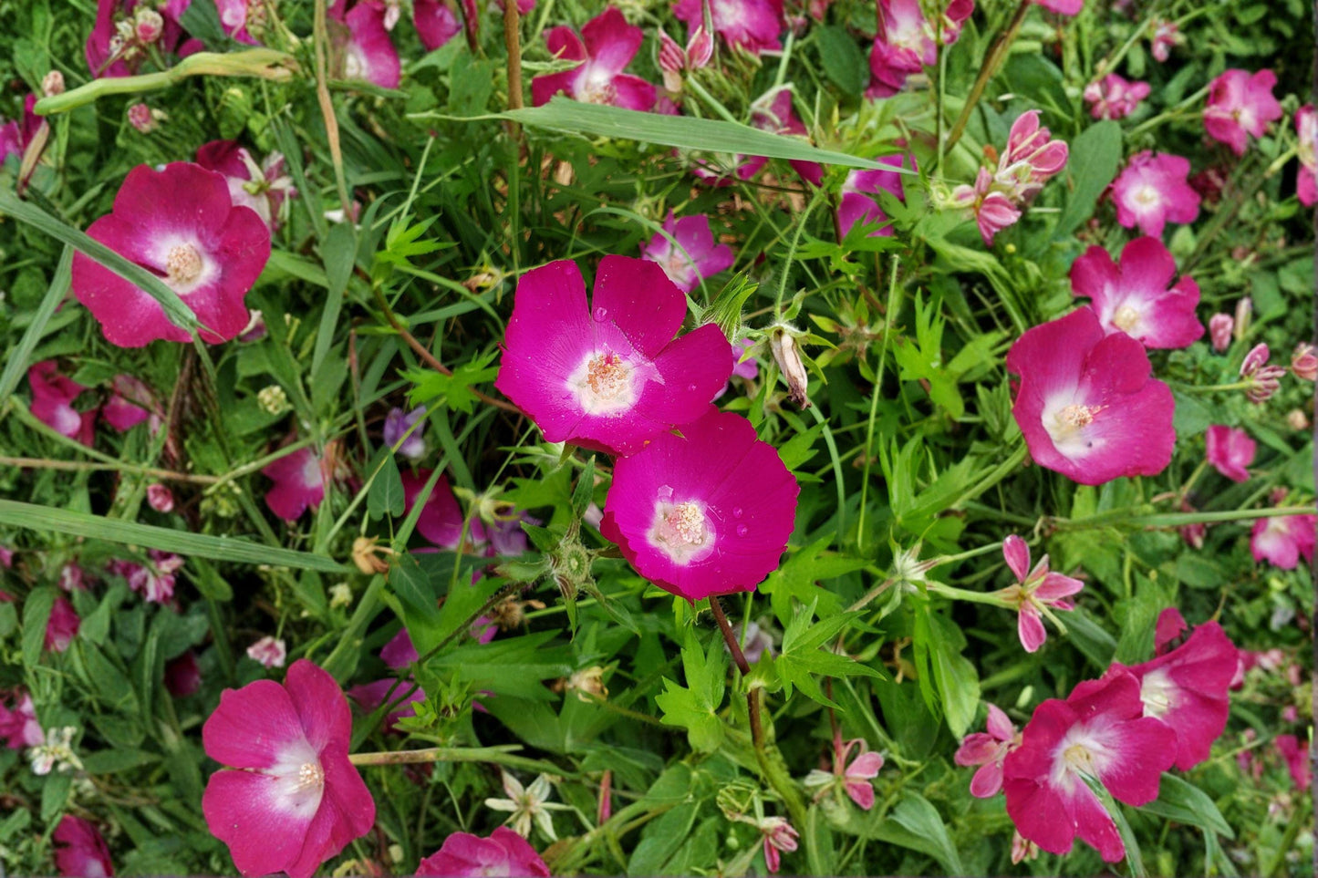 10 Seeds for Planting Callirhoe involucrata – Purple Poppy Mallow, Native Groundcover Wildflower