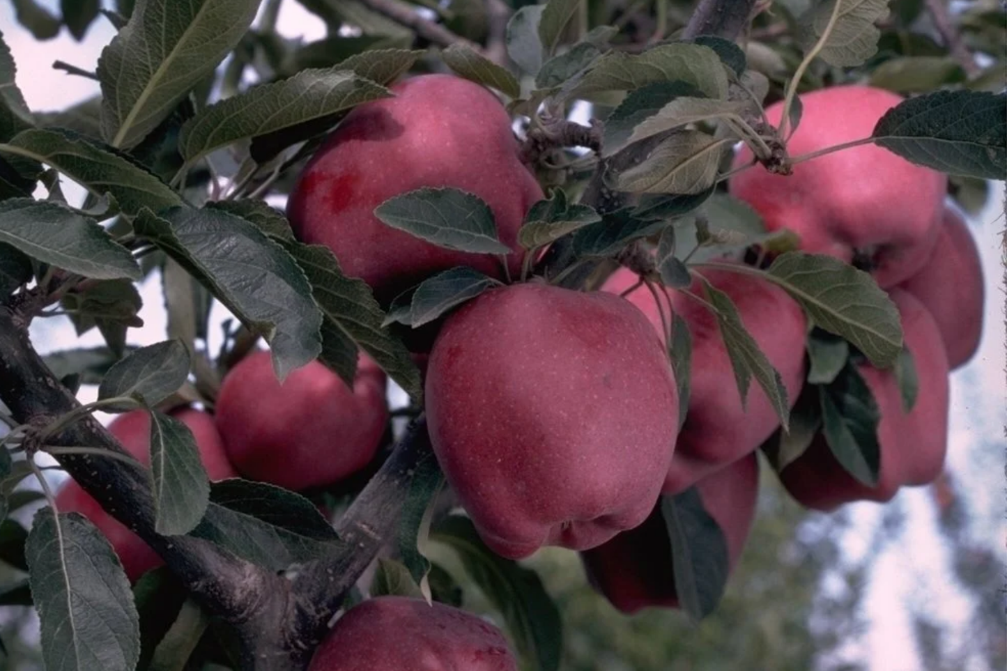 Live Arkansas Black Apple Tree - 2-3ft Tall, Cold Hardy, Rare Dark Fruit - Plant Now!