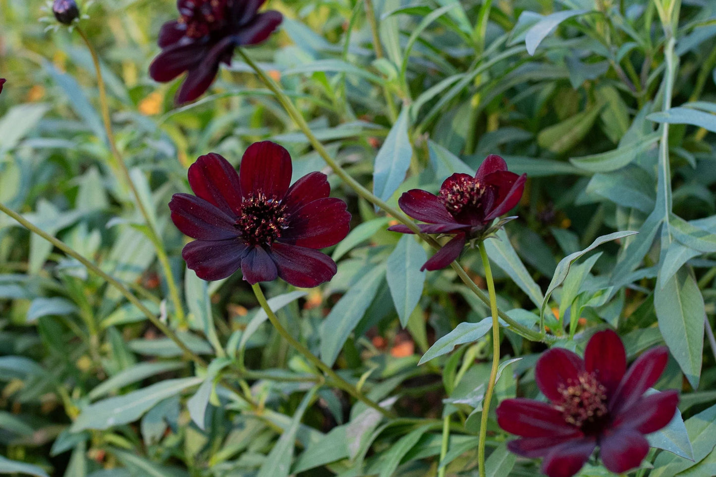 Chocolate Cosmos Seeds - 200+ Rare Flower Seeds - USA Grown - - Vanilla Scented - Dark Blooms - Butterfly Attractor