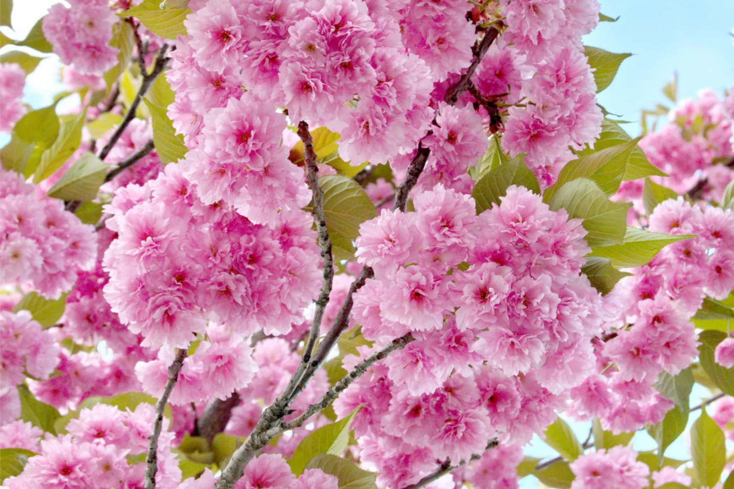 Kwanzan Flowering Cherry Tree - 1-2 Ft Live Bare Root | Pink Blooms | Fast Growing | Ready to Plant | Perfect for Home Gardens