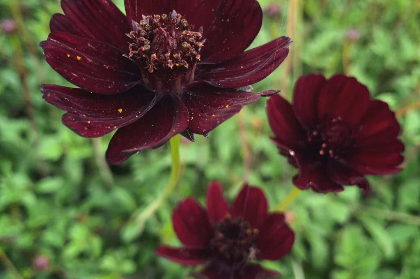 Chocolate Cosmos Seeds - 200+ Rare Flower Seeds - USA Grown - - Vanilla Scented - Dark Blooms - Butterfly Attractor
