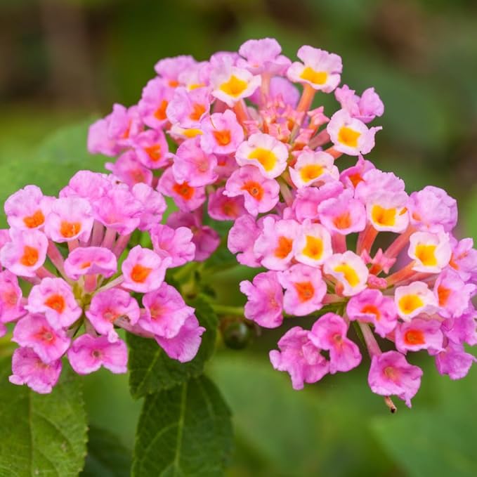 1 Lantana ‘Wagon Wheel Pink’ – Live Flowering Plant, Small Bareroot Starter, Butterfly & Pollinator Plant, Outdoor or Indoor