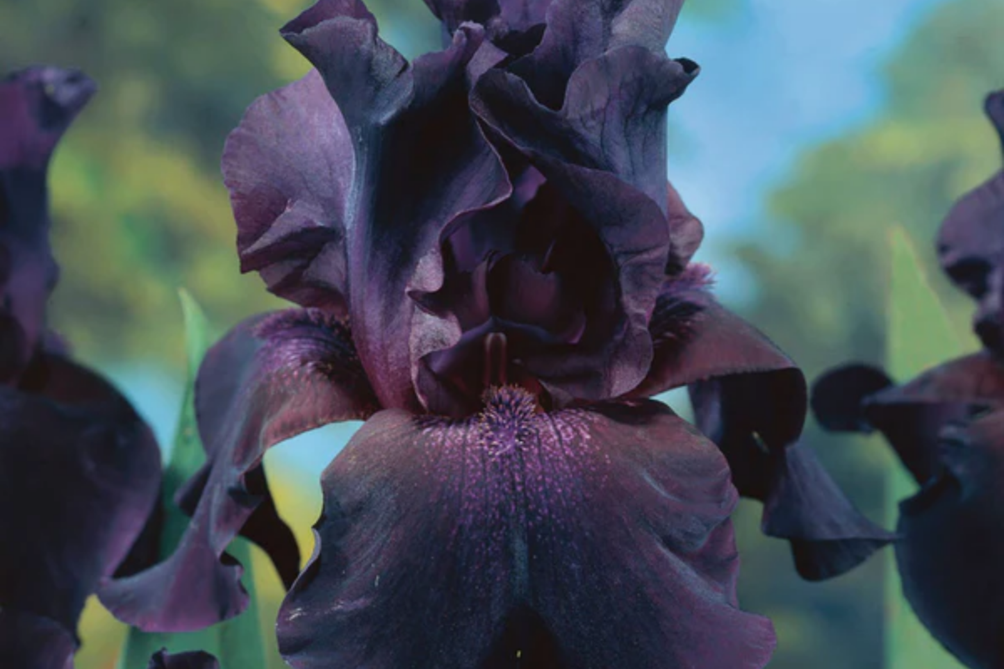 Superstition Iris Plant - Quart Pot | Deep Purple-Black Flowers | Perennial | Easy to Grow | Hardy Zones 4-10