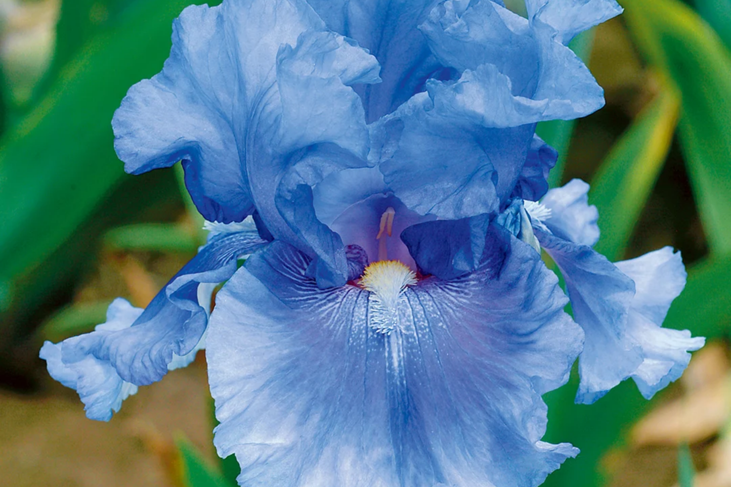 Easter Candy Iris Plant - Quart Pot | Large Blue & Yellow Flowers | Perennial, Deer Resistant, Hardy Zones 3-10 | 37" Tall