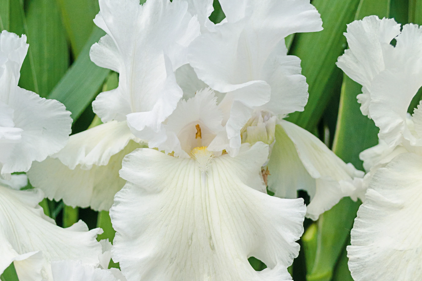 Immortality Iris Plant - Quart Pot | Fragrant Reblooming White Flowers | Perennial, Deer Resistant, Hardy Zones 3-10 | 30" Tall