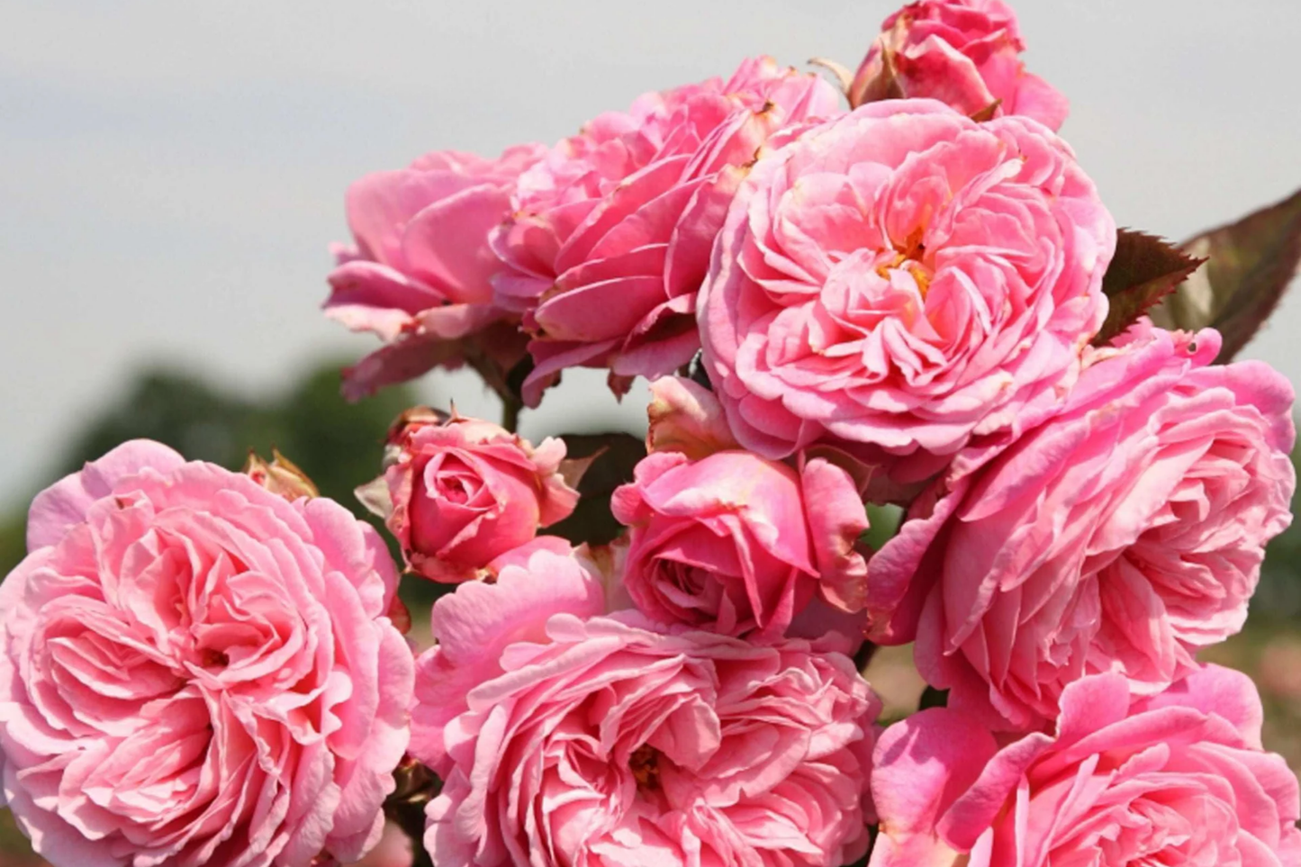Summer Romance Rose - 1.5 Gal | Fragrant Pink Floribunda | Own-Root | Rebloomer | Apple & Licorice Scent | Hardy Zones 5-10