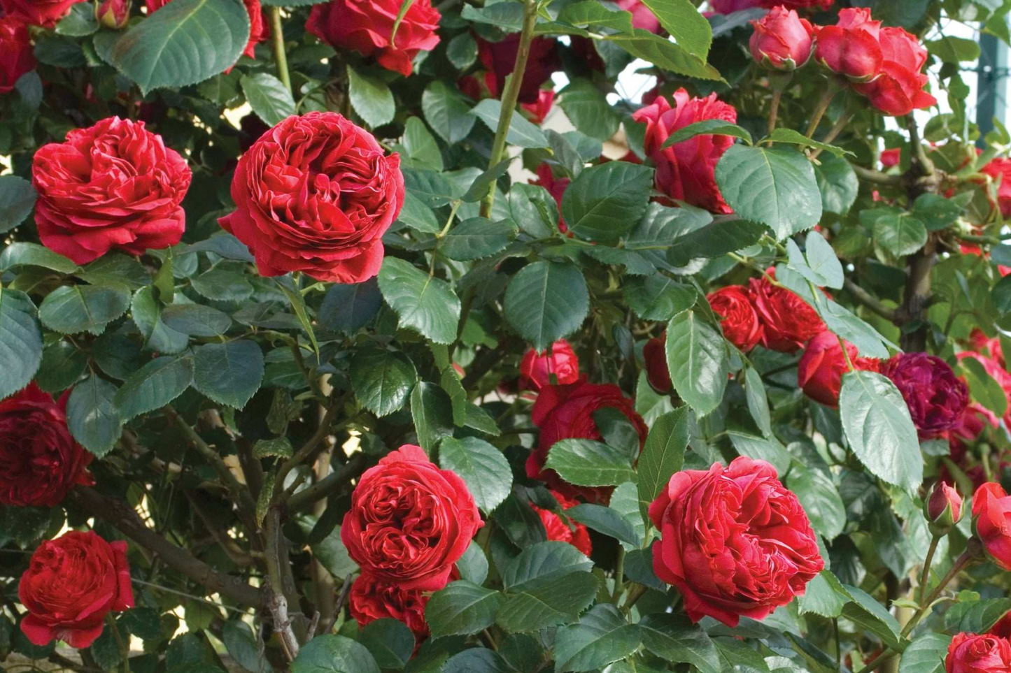 Red Eden Climbing Rose Plant - 1.5 Gal | Large Crimson Blooms | 100+ Petals | Fragrant Tea Scent | Own-Root |