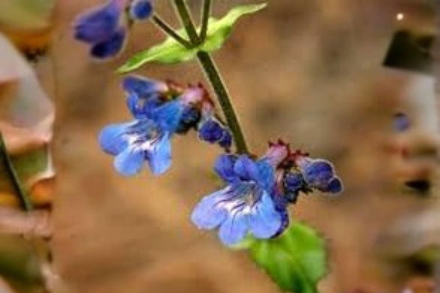 100 mg Penstemon wilcoxii Seeds – Wilcox’s Beardtongue Native Wildflower for Pollinator Gardens