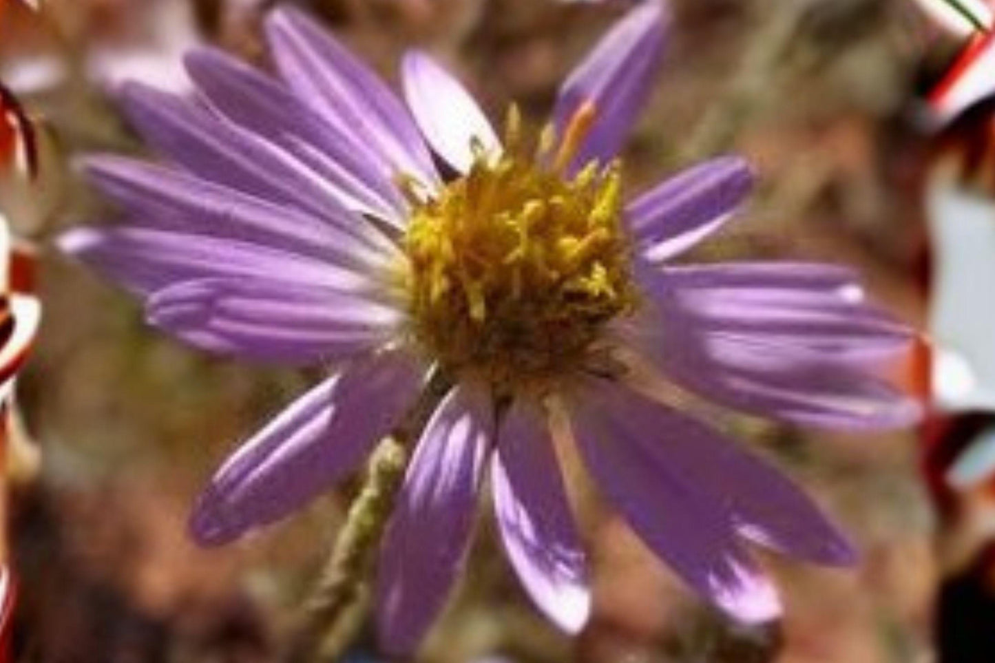 100 Purple Aster Seeds – Macheranthera bigelovii – Bigelows Tansyaster – Native Wildflower – Drought Tolerant