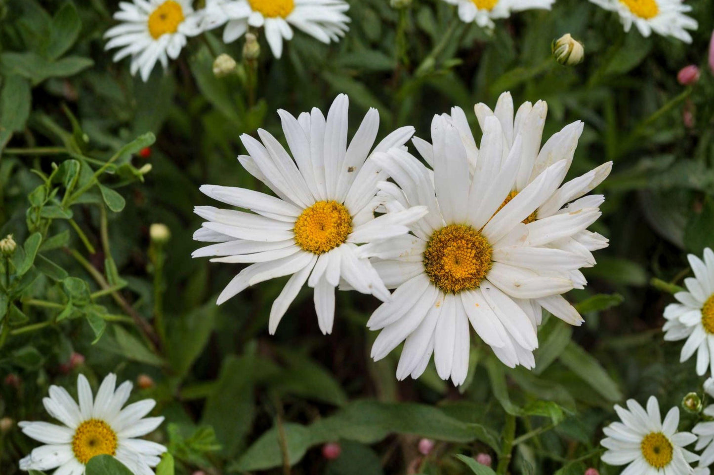 100 Heath Aster Seeds – Symphyotrichum pilosum – Frost Aster – Native Wildflower – Fall Pollinator