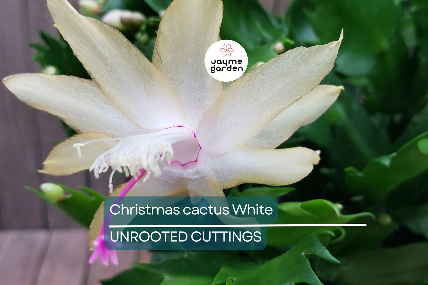 Christmas Cactus Cuttings - 5 Live 4-5" Cuttings, Schlumbergera, White Flowers