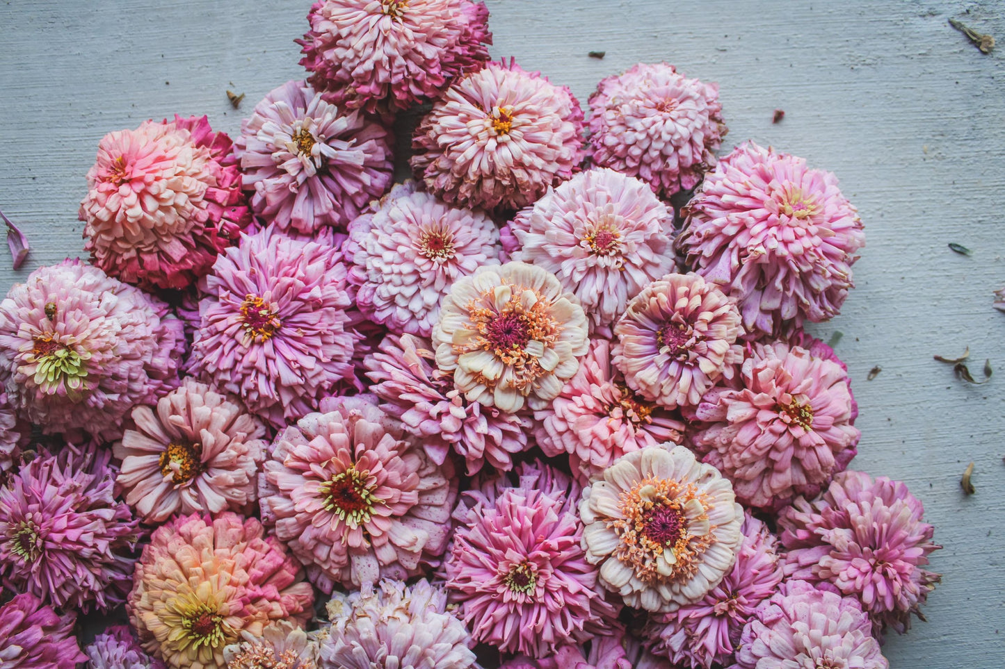Cupcakes Pink Mix Zinnia Seeds - 100+ Flower Seeds - USA Grown - - Double Blooms - Cut Flowers - Butterfly Garden