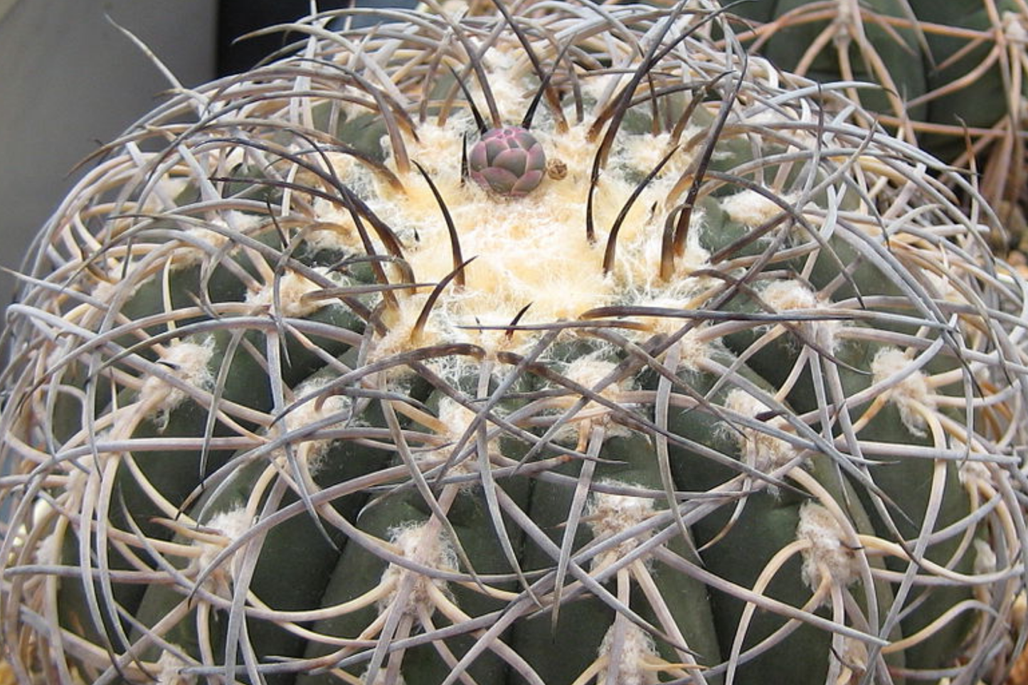 Gymnocalycium spegazzinii armatum Cactus - Live Succulent Plant, 3-4 cm Tall, Rare, Hardy, Beautiful Twisted Spines