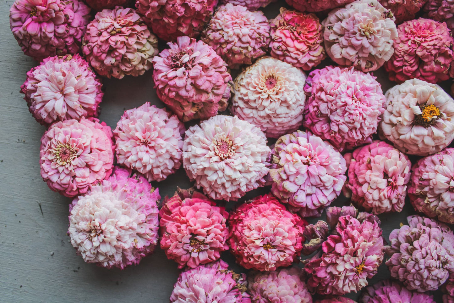 Cupcakes Pink Mix Zinnia Seeds - 100+ Flower Seeds - USA Grown - - Double Blooms - Cut Flowers - Butterfly Garden