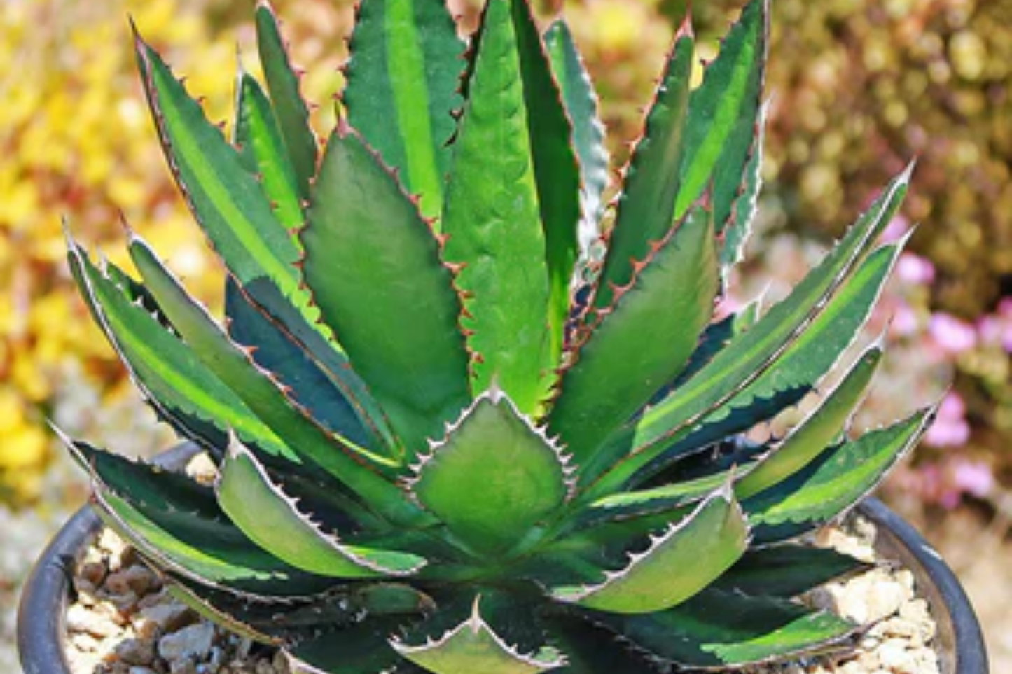 Agave Lophantha 'Splendida' - Rare Center Stripe Agave Succulent - 3" Tall Starter Plant - Exotic & Hardy