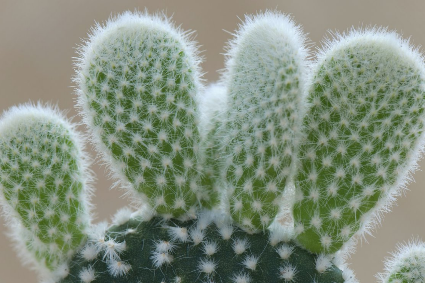 Bunny Ear Cactus (Opuntia microdasys) Live Succulent Plant - 6" Starter Cactus, Easy Care, Indoor/Outdoor