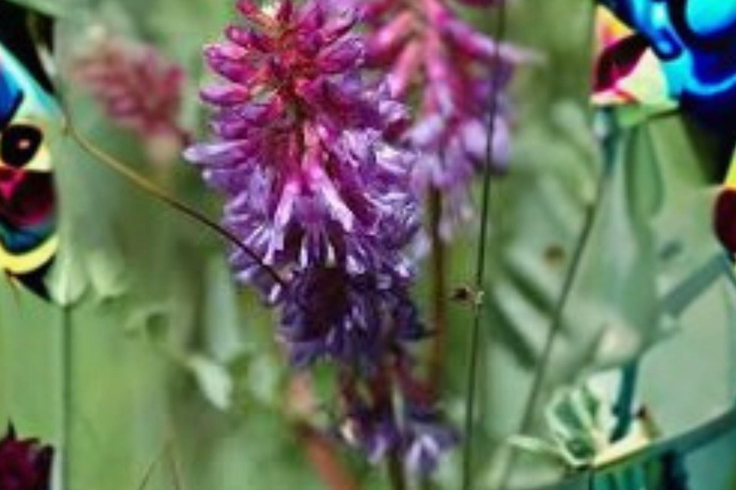 15 Seeds Astragalus bisulcatus — Twogroove Milkvetch, Hardy Native Legume for Dry Soils