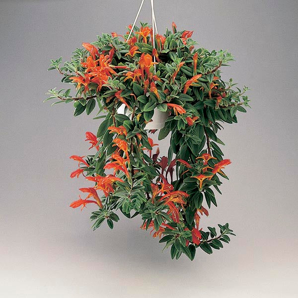 3 Stems Goldfish Plant with Roots (Columnea gloriosa) β Rare Red Blooms, Houseplant Starter, Easy Indoor Flowering Plant