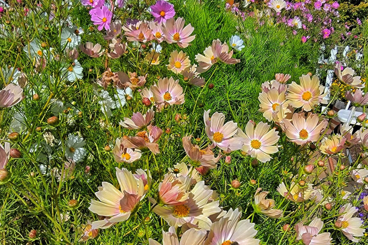 Apricot Lemonade Cosmos Seeds - 200+ Flower Seeds - USA Grown - - Butterfly Attractor - Cut Flowers - Easy to Grow