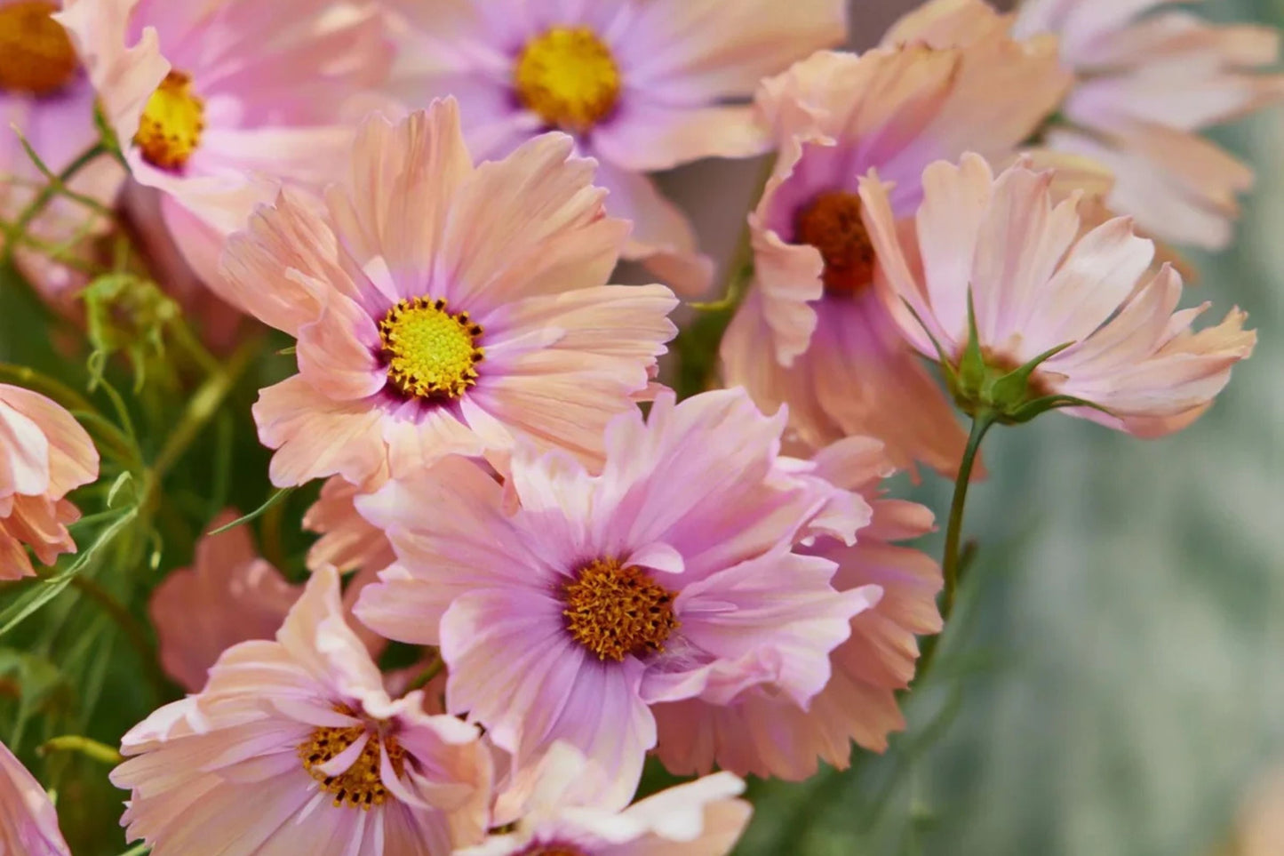 Apricot Lemonade Cosmos Seeds - 200+ Flower Seeds - USA Grown - - Butterfly Attractor - Cut Flowers - Easy to Grow